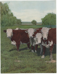 Vintage Calendar Art cows, cattle, livestock, farm life, etc.